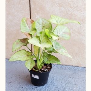 Syngonium Confetti | 3" pot